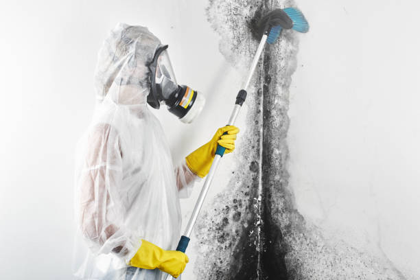 Trusted Augusta, AR Mold Removal Experts