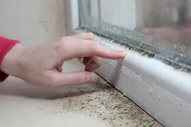 Best Mold Removal for HVAC Installations  in Augusta, AR