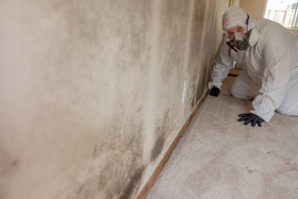 Best Forensic Mold Investigation  in Augusta, AR